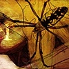 The Spider and the Fly