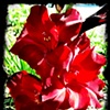 my red gladiolus