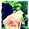 hibiscus bud