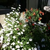one of our bucket gardens of pansies and fuscia 
