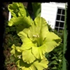 my green gladiolus 