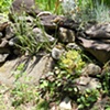 Our rock garden