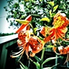 tiger lilies