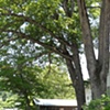 looking down the driveway at our shop