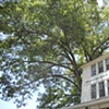 The beautiful oaks that shade our shops