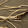 Wood Bone