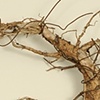 Root