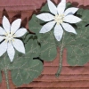 Bloodroot (Image Detail)