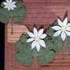 Blood Root (Image Detail)