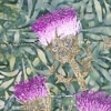 The Thistle (Image Detail)