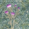 The Thistle (Full Image)