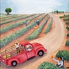Picking Strawberries