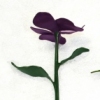 Pansies