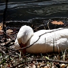 Ducks