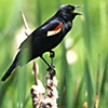Screaming Red-Winged Blackbird