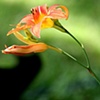 Day Lily