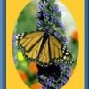 The Butterfly & Nature Gift Store