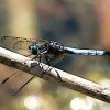 Dragonfly-a