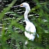 Snowy Egret  Summer 2009