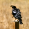 Old Crow Laughing
