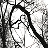 Bare Limb Ballet