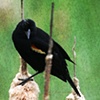 Untitled-Red-Winged Blackbird