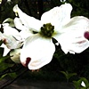 Fresh Dogwood Blossoms