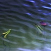 Lily Pads