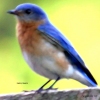 Bluebirds