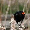 Red-Winged Blackbirds