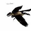 Geese