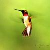 Hummingbirds