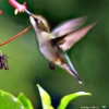 Tiny Birds