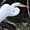 Hatteras Egret