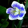 White Violet