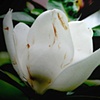 Alabaster Magnolia2