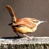 Carolina Wren 2-19-09