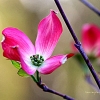 Untitled - Single Rose Dogwood Blossom