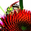Tiny Life on Coneflower