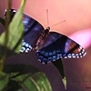 Spicebush Butterfly