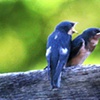 Barn Swallows