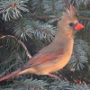 Lady Cardinal-a-b