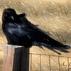 Windy Crow