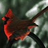 Neon Cardinal 02-10
