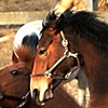 Horse Play