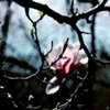 Jane's Magnolia - Indiana