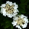 Native Hydrangea