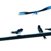 Swallows
