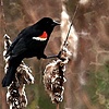 Red-Winged Blackbird 