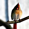 Pretty Female Cardinal